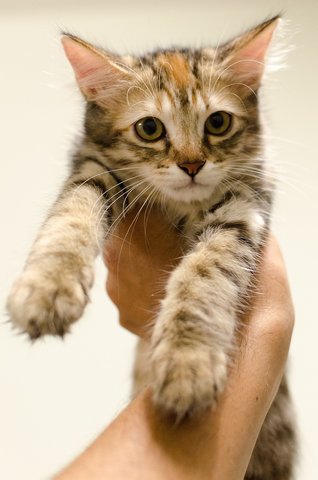 Tiger - Persian + Bengal Cat