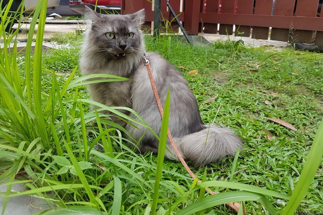 Shorty - Persian + Bengal Cat