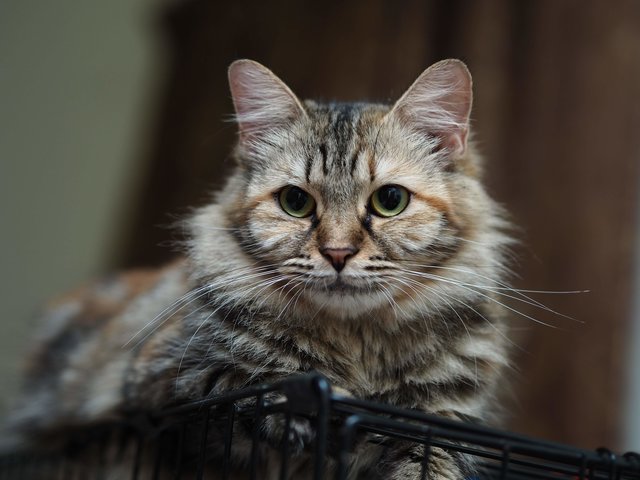 Comel - Persian + Bengal Cat