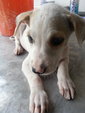 Snow White - Mixed Breed Dog