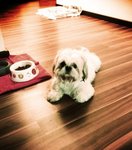 Buster - Shih Tzu Dog