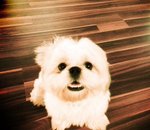 Buster - Shih Tzu Dog