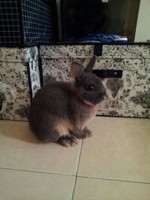 Crissy - Netherland Dwarf Rabbit