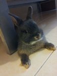 Crissy - Netherland Dwarf Rabbit