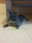 Crissy - Netherland Dwarf Rabbit