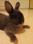 Crissy - Netherland Dwarf Rabbit