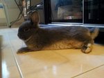 Crissy - Netherland Dwarf Rabbit