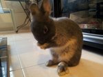 Crissy - Netherland Dwarf Rabbit