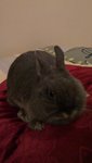 Crissy - Netherland Dwarf Rabbit