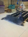 Crissy - Netherland Dwarf Rabbit