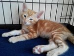 Orange - Domestic Short Hair Cat