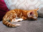 Orange - Domestic Short Hair Cat