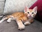 Orange - Domestic Short Hair Cat