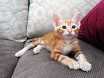 Orange - Domestic Short Hair Cat