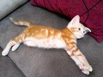 Orange - Domestic Short Hair Cat