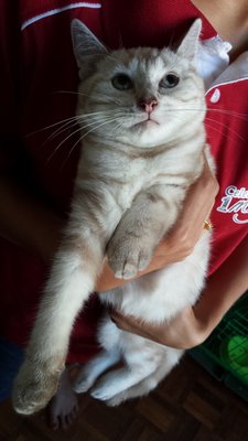 Ash - American Shorthair Cat