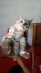 Olie - American Shorthair Cat