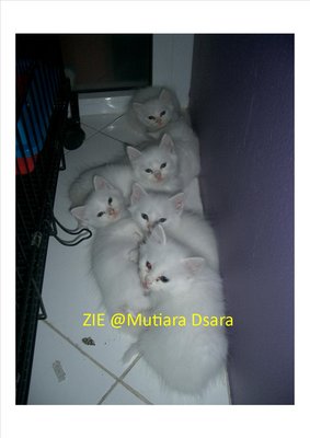 The Half Dozen - Persian + Turkish Angora Cat