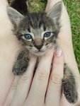 Shiba - Domestic Medium Hair Cat