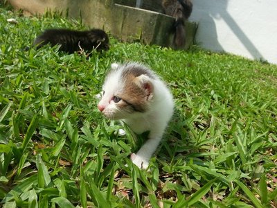 Cornelius - Domestic Medium Hair Cat