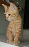 PF58189 - Domestic Short Hair Cat