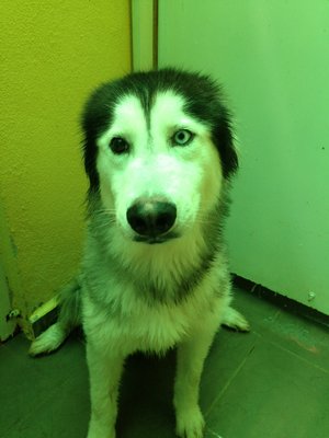 Aska - Siberian Husky Dog