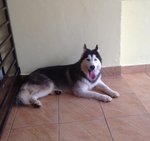 Aska - Siberian Husky Dog