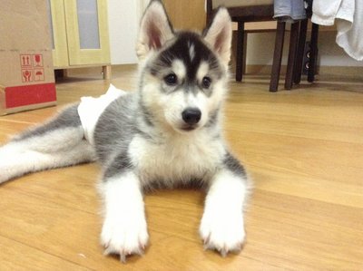 Siberian Husky With Mka - Siberian Husky Dog