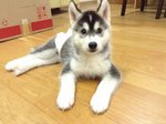 Siberian Husky With Mka - Siberian Husky Dog