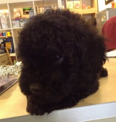 Pure Black Toy Poodle - Poodle Dog