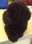 Pure Black Toy Poodle - Poodle Dog