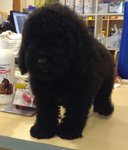 Pure Black Toy Poodle - Poodle Dog