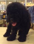 Pure Black Toy Poodle - Poodle Dog