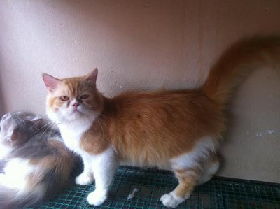 PF58243 - Persian Cat