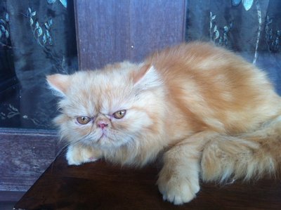 PF58245 - Persian Cat