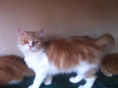 PF58247 - Persian Cat