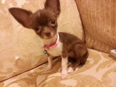 Caylie - Chihuahua Dog