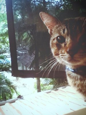 Soroosh  - American Shorthair Cat