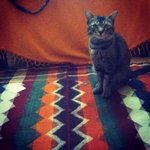 Soroosh  - American Shorthair Cat