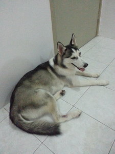 Tweety - Siberian Husky Dog