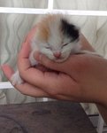 Chubby Kittens Need Caring Home. - Domestic Medium Hair Cat