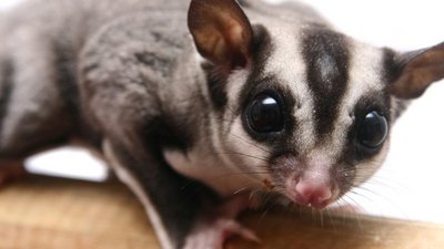 Sugar Glider The Family - Sugar Glider Small & Furry