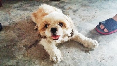 Cola - Shih Tzu Dog