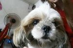 Cola - Shih Tzu Dog