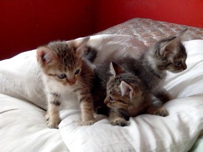 3 Kitten - Domestic Short Hair Cat