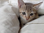 3 Kitten - Domestic Short Hair Cat