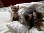 3 Kitten - Domestic Short Hair Cat