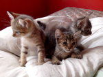 3 Kitten - Domestic Short Hair Cat