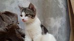 PF58291 - American Shorthair Cat