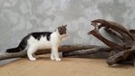 PF58291 - American Shorthair Cat